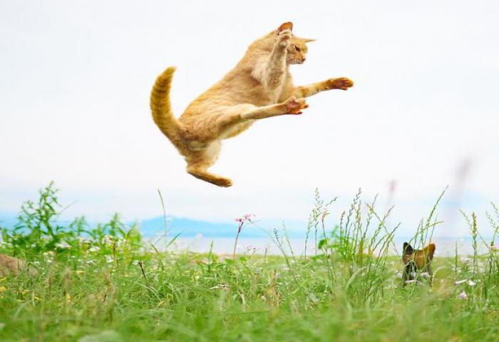 Kucing Ternyata Bisa Menjadi Ninja